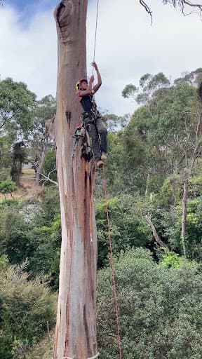 Dan & Rob Tree Specialists — Customer photo