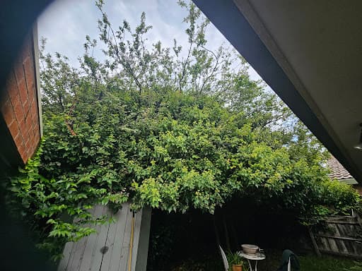 Victorian Tree Specialists — Customer photo