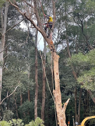Coal Coast Tree Services Wollongong — Customer photo