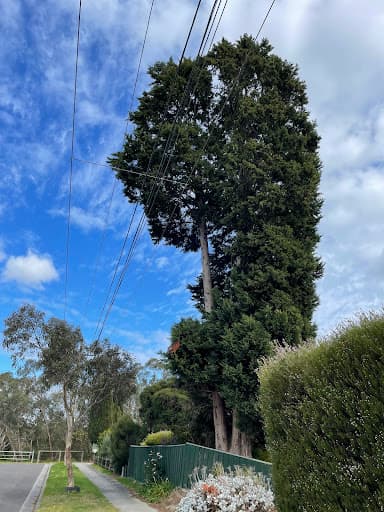 Max Tree Services — Customer photo