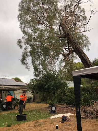 Brothers Tree Service Melbourne — Customer photo