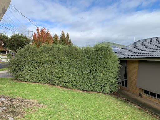 Jim's Trees & Stump Removal — Customer photo