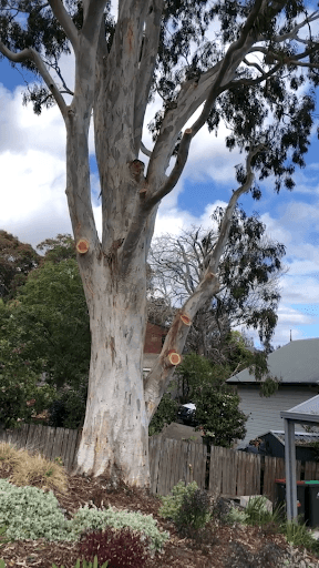 Chop n Drop Tree Specialists — Customer photo
