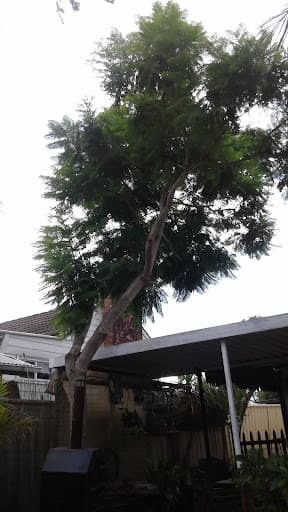 Branch Management Total Tree Services - Newcastle Tree Removal — Customer photo