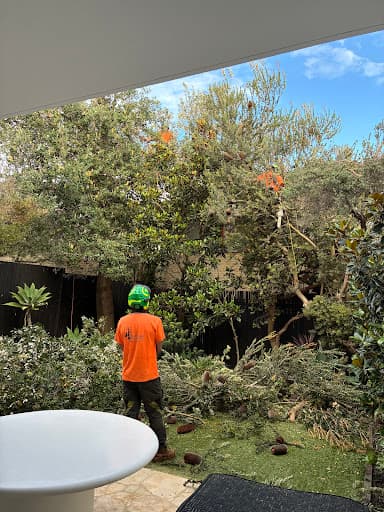 Ocean Road Tree Services — Customer photo