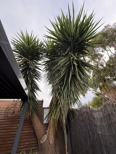 Tree Removal Adelaide — Customer photo