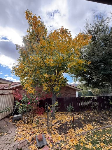 O'Briens Tree Services Canberra — Customer photo