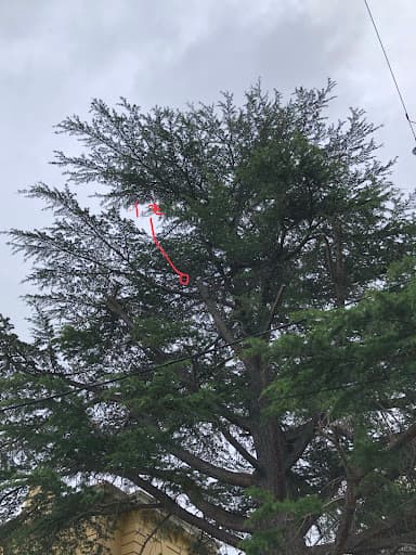 Australian Heritage Tree Works — Customer photo