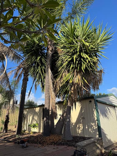 Arborcare Tree Contractors — Customer photo