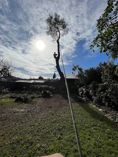 Embark Tree Services — Customer photo