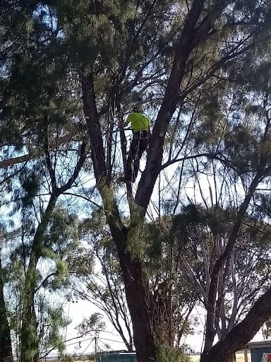 EJR Tree Services — Customer photo