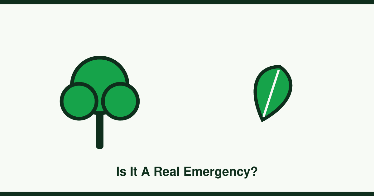 Is your tree an emergency? Storm damage, disease and structural risk explained