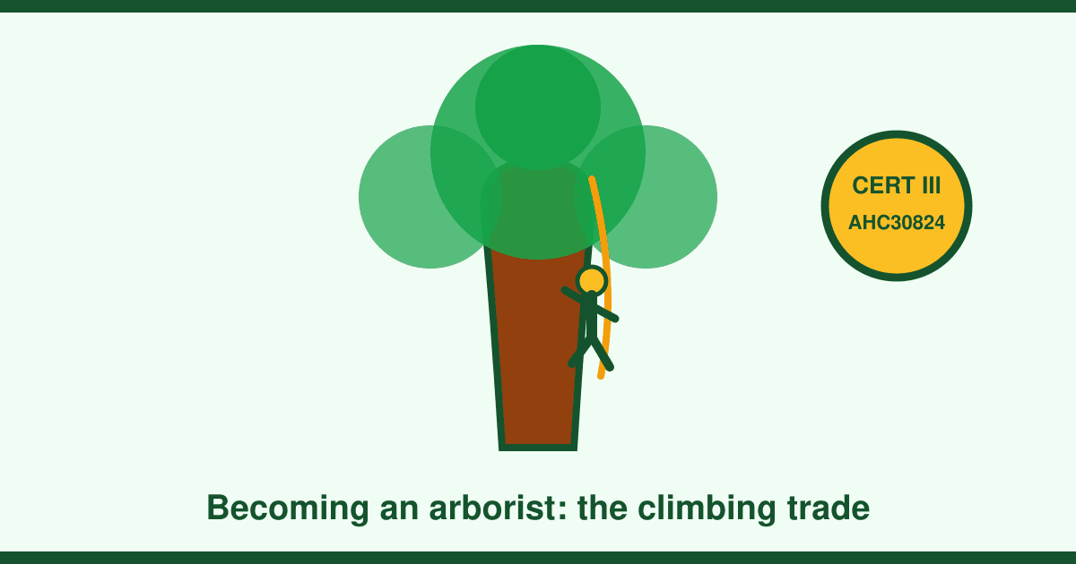 How to Become an Arborist in Australia: Cert III, Climbing, Aerial Rescue — and Pay Up to $120k