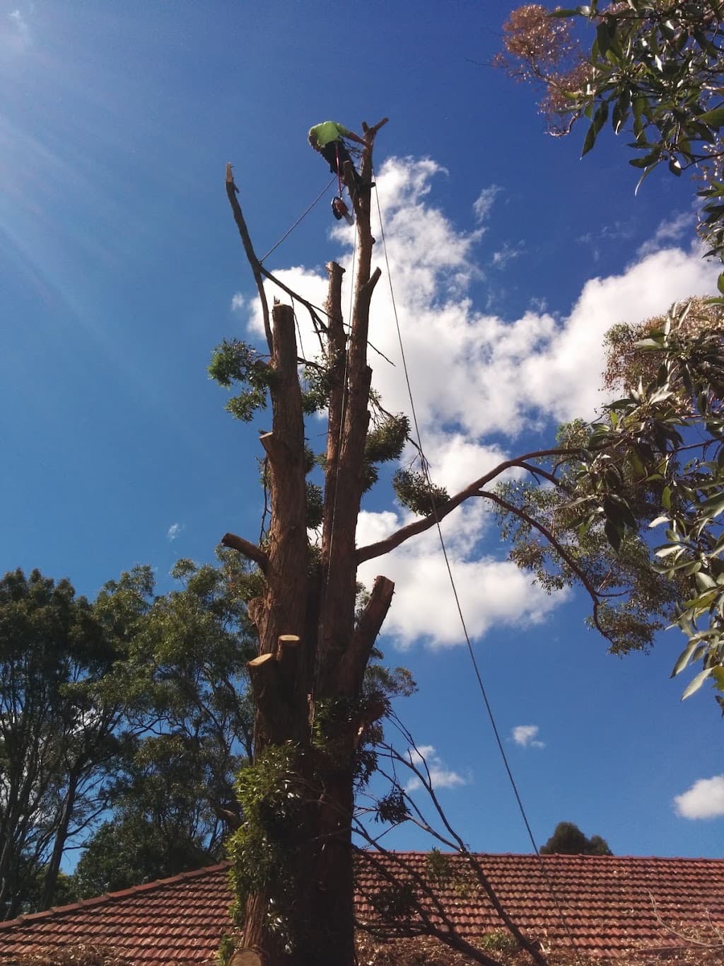 Treesmith Newcastle