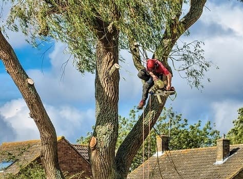 Tree Removal Hobart