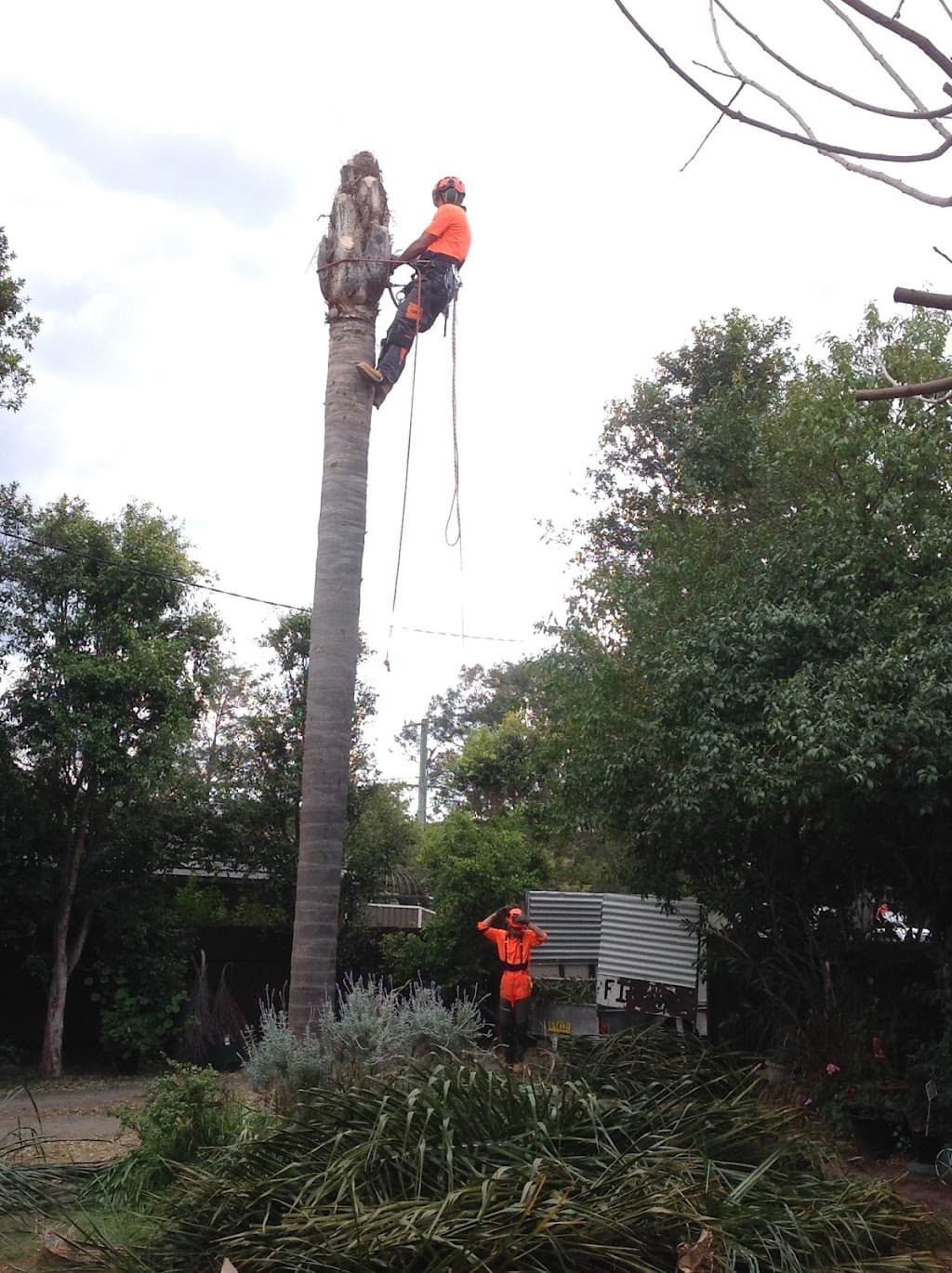 Timberwolf Tree Service