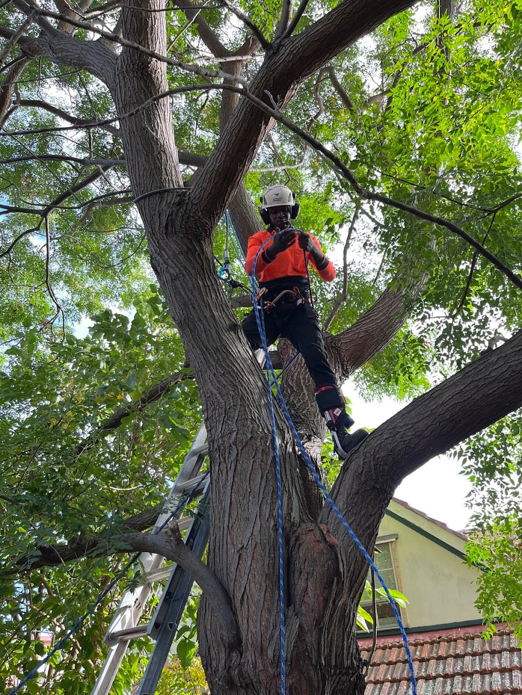 Arborist Cut Tree Services