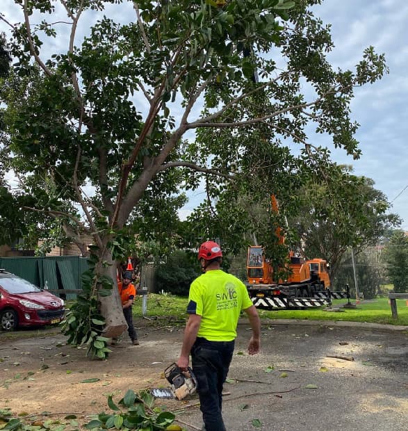 Sydney Wide Tree Cutting