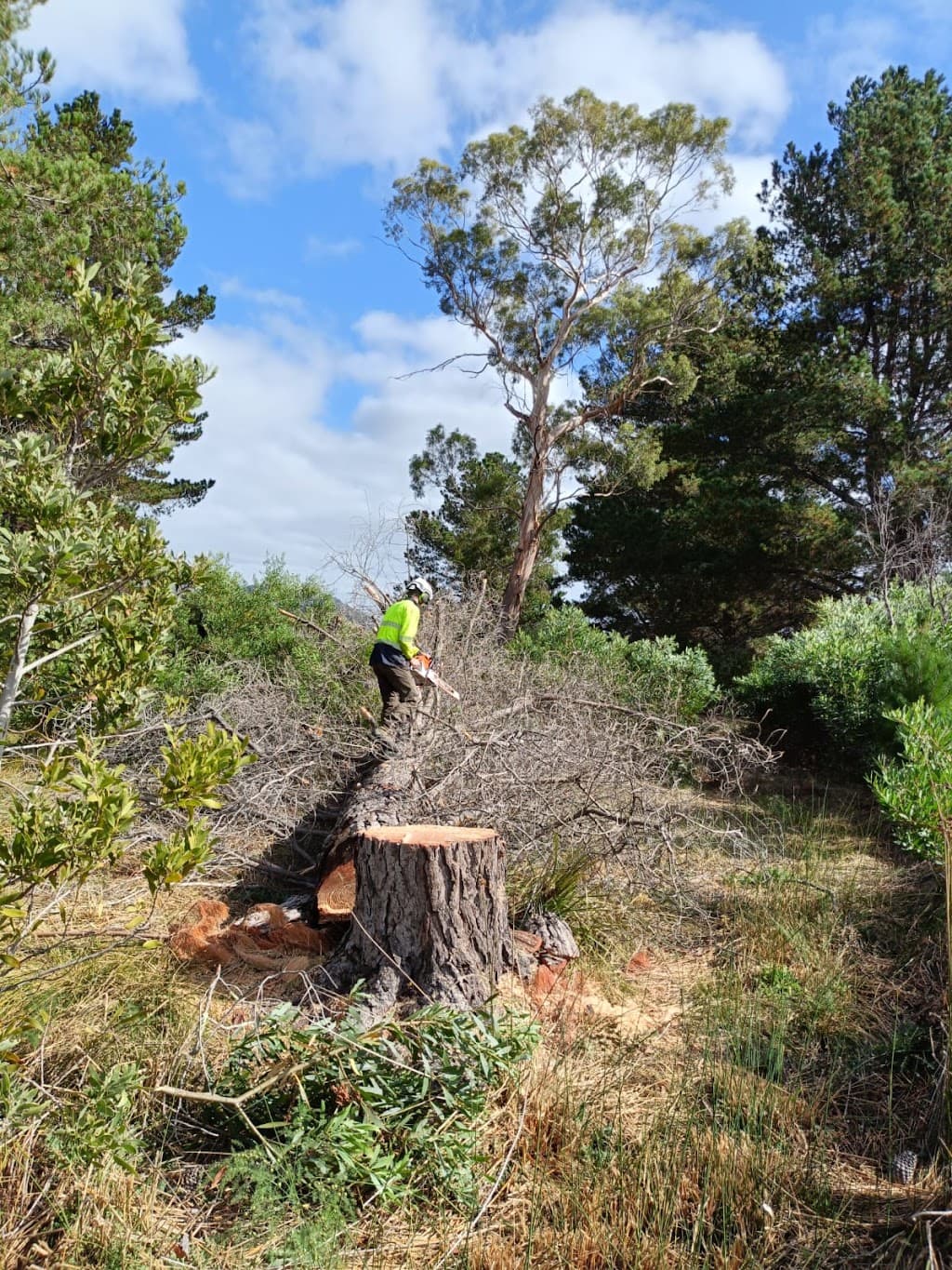 ASAP Arborist