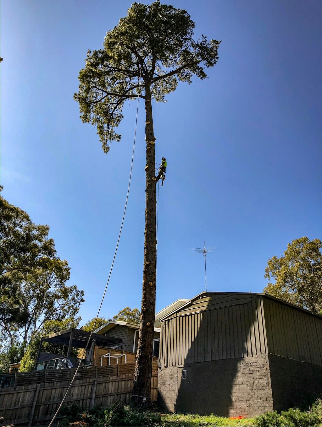 Melbourne Tree Specialists Pty. Ltd.