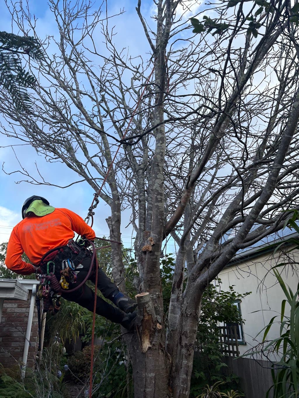 Tasmanian Arbor Care