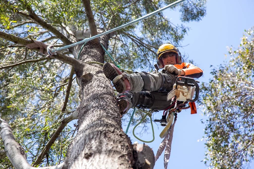 Charlie’s Tree Service