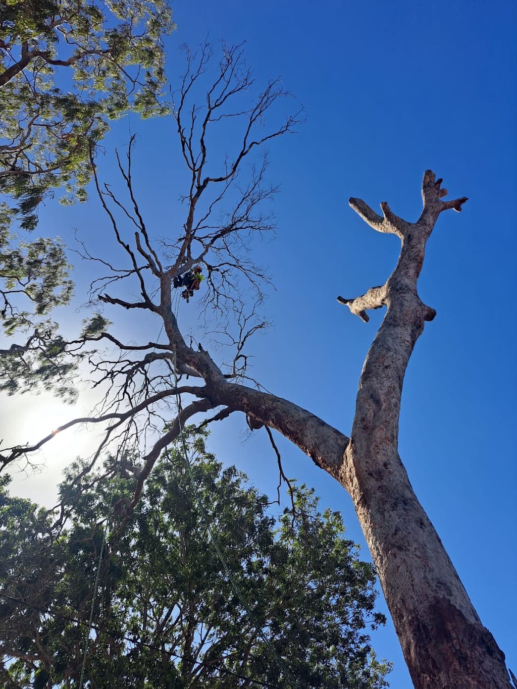 Habitat Arboriculture