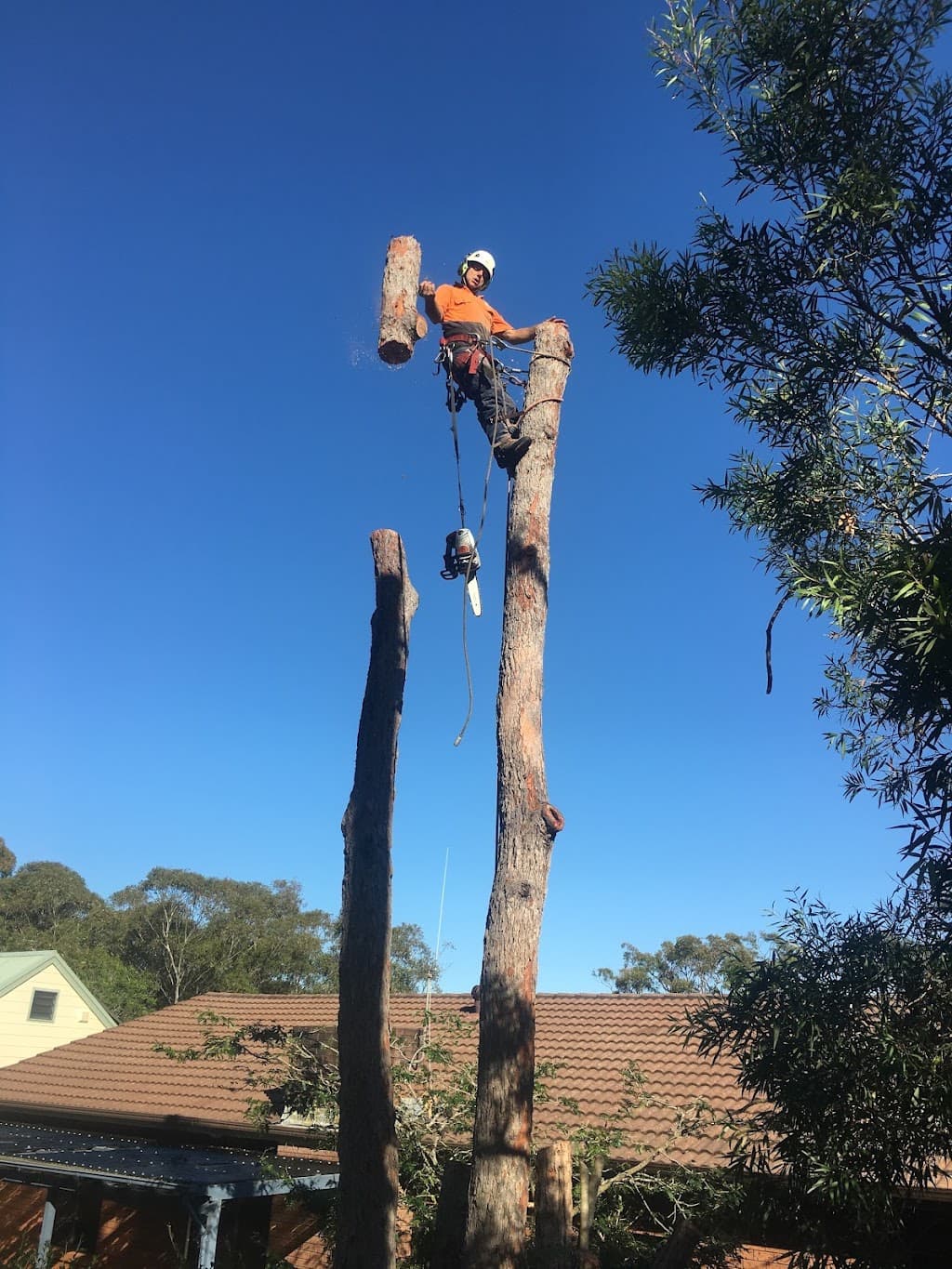 Branch Management Total Tree Services - Newcastle Tree Removal