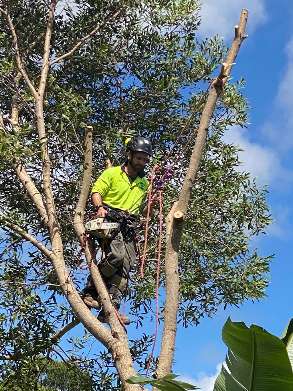 Diamond Tree Services