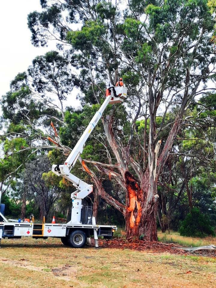 Tree Doctor Tasmania