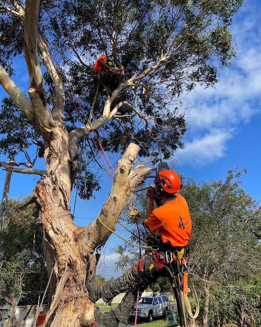 Ocean Road Tree Services