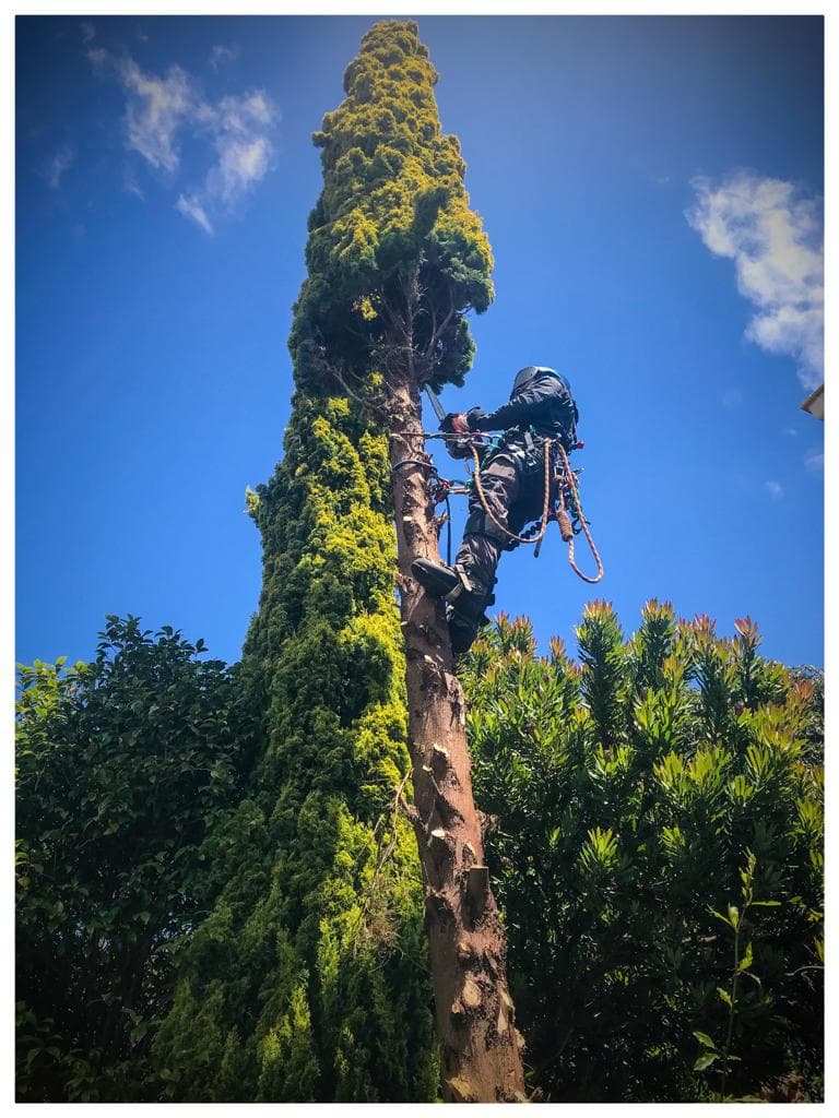 Metropolitan Arborist