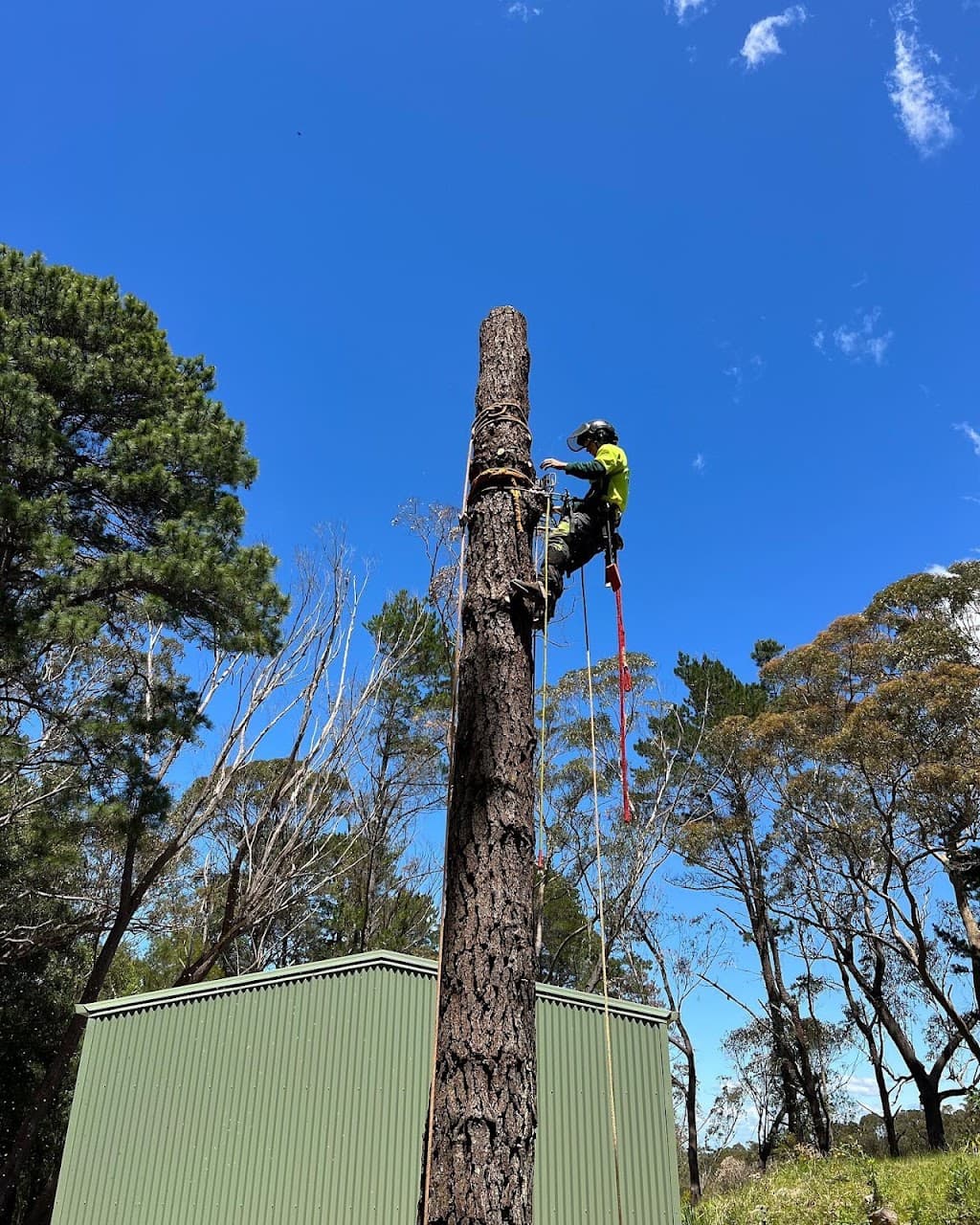 Arbor Co Tree Services