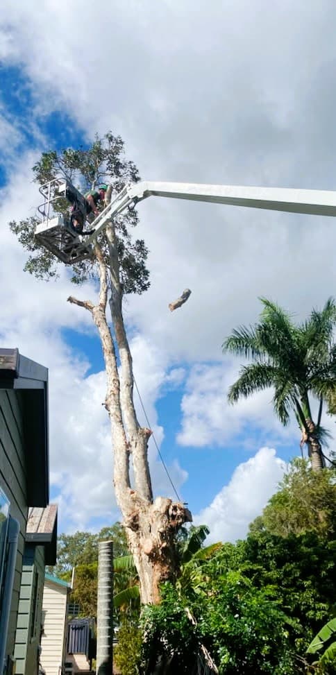 Green Geeks Tree Services
