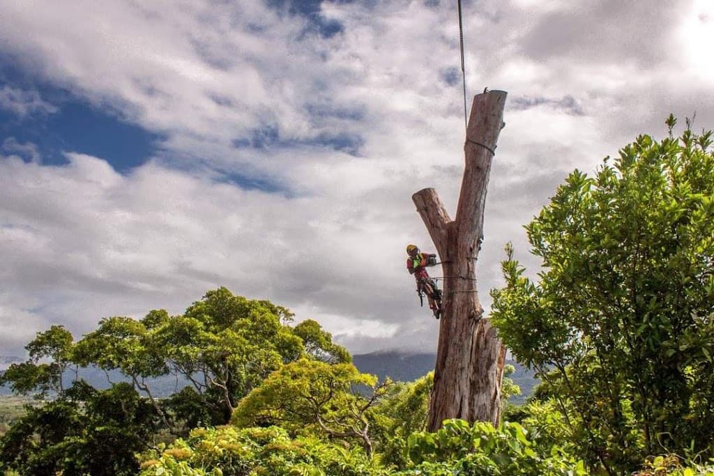 Tree Shepherd FNQ