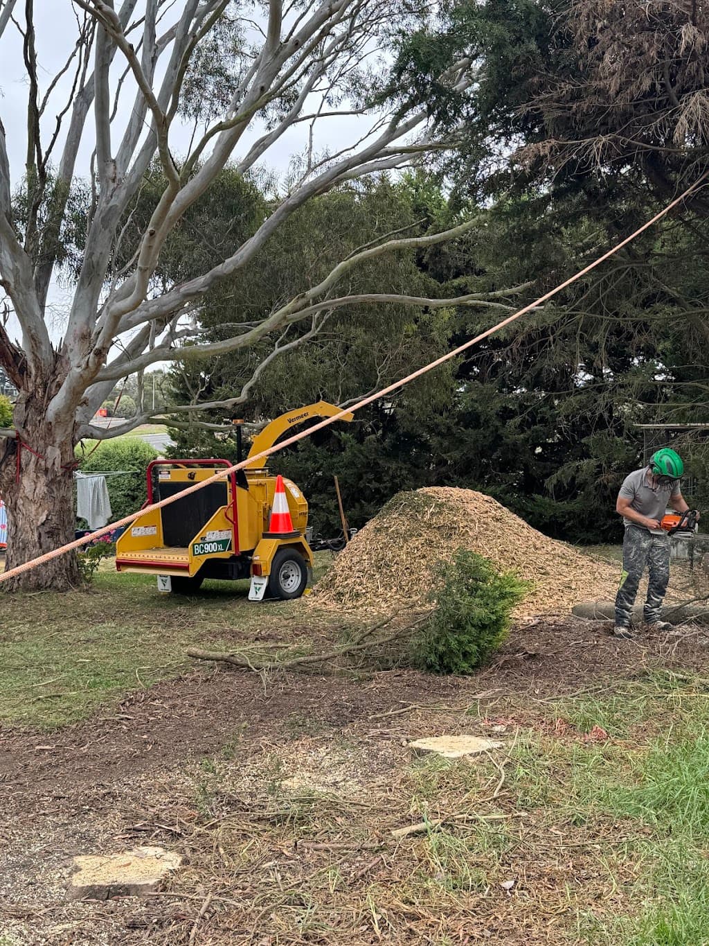 Trojan Trees