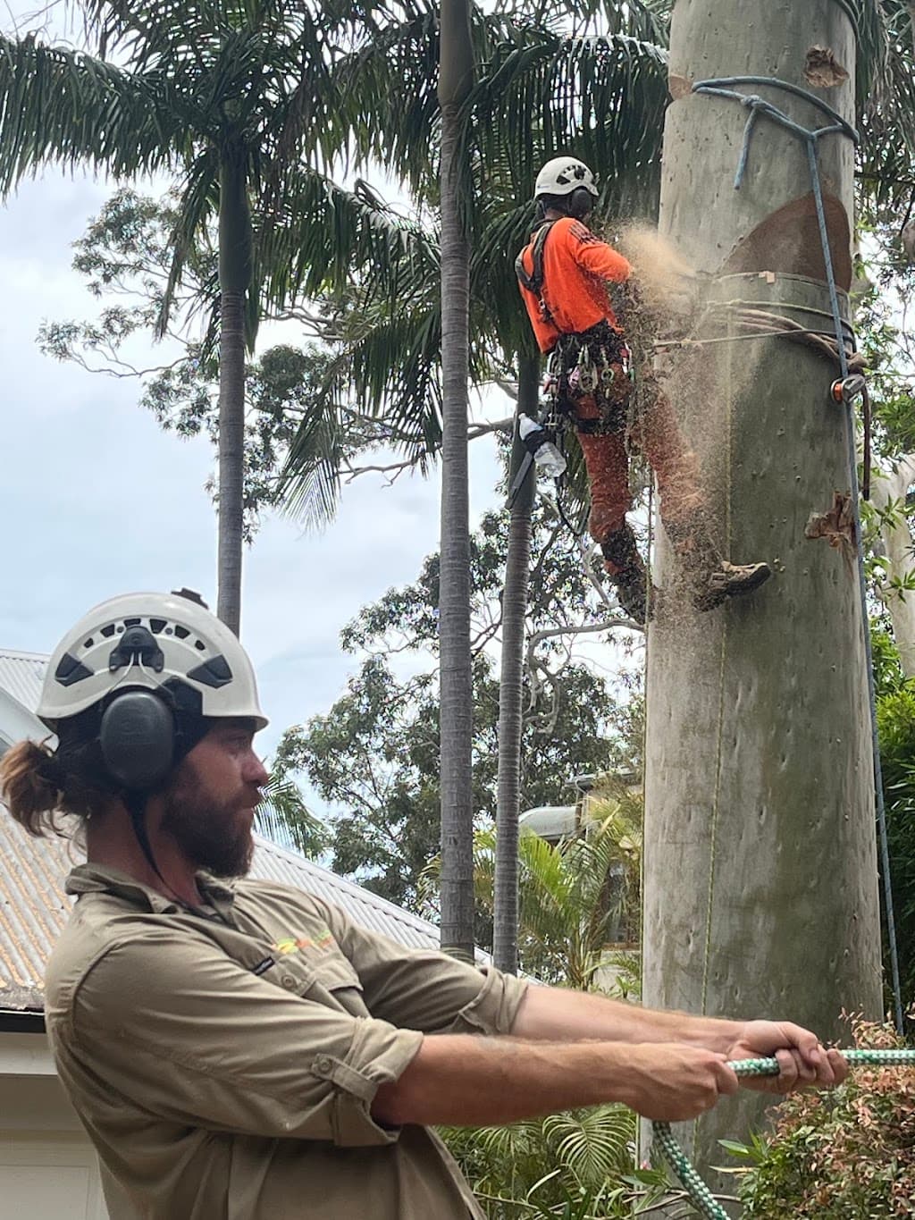 EcoArbor - Tree Care