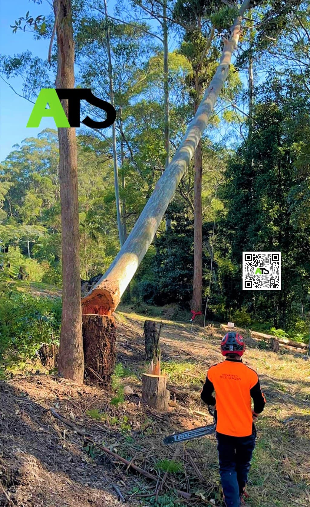 Advanced Tree Surgery Sunshine Coast