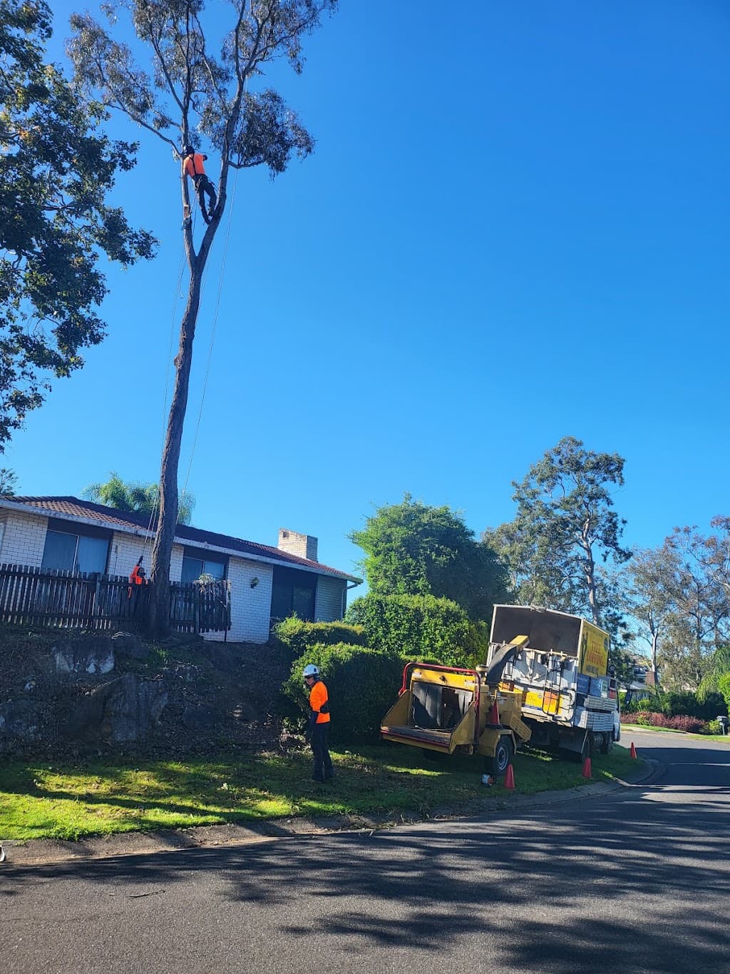 Cheaper Than All The Rest Tree Lopping