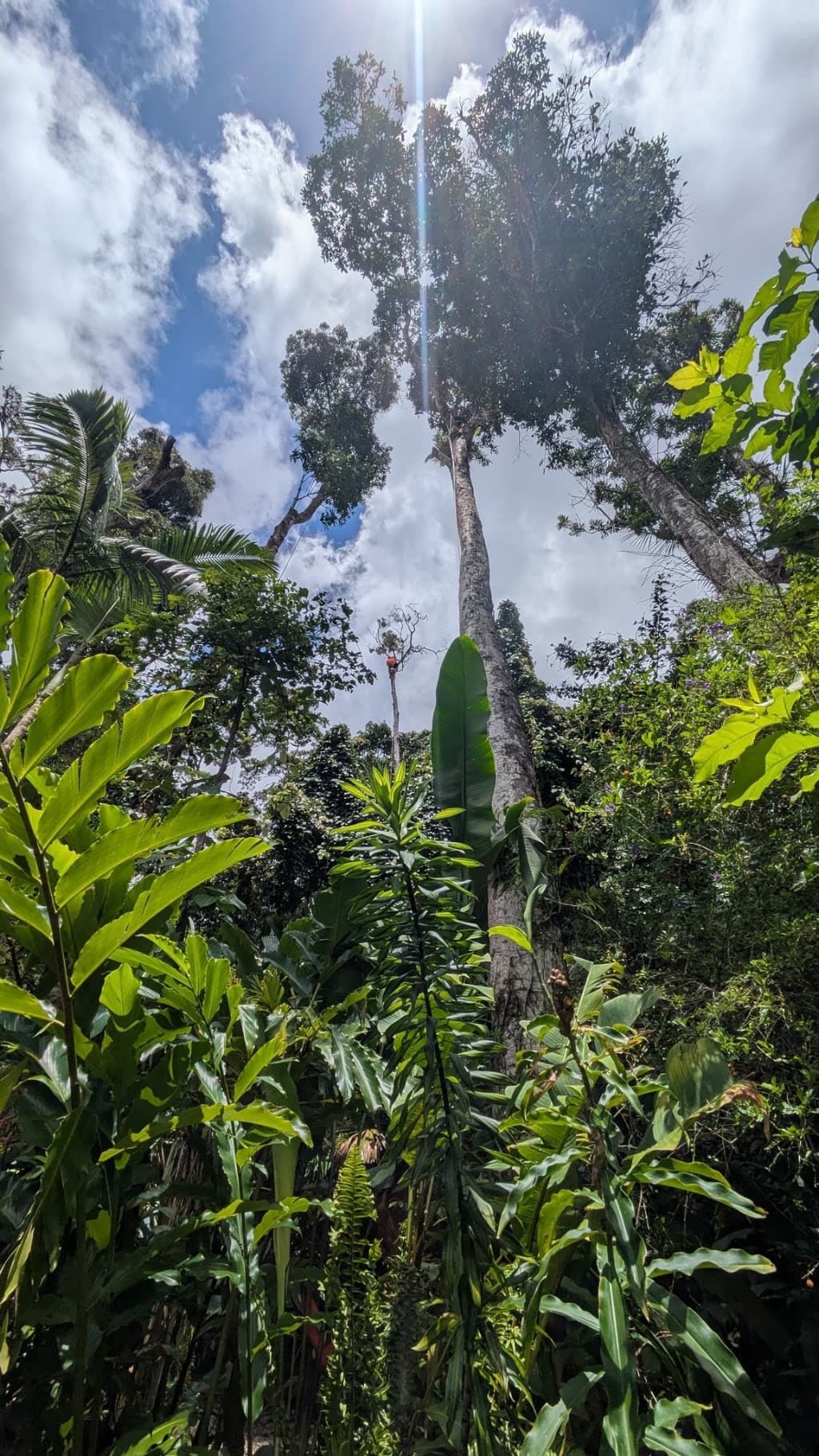 Sustainable Arboriculture Services