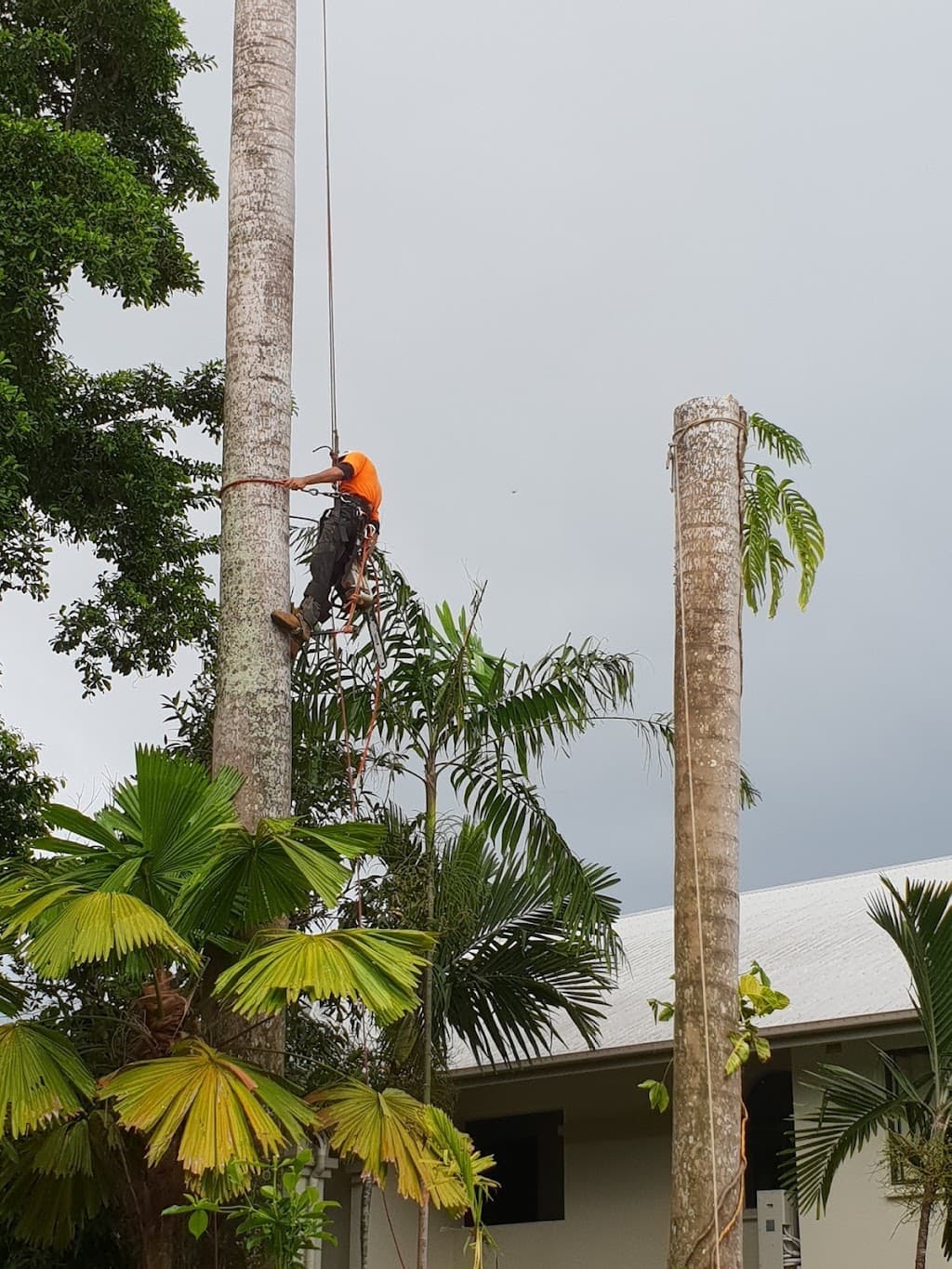Arborcare Tree Services NQ