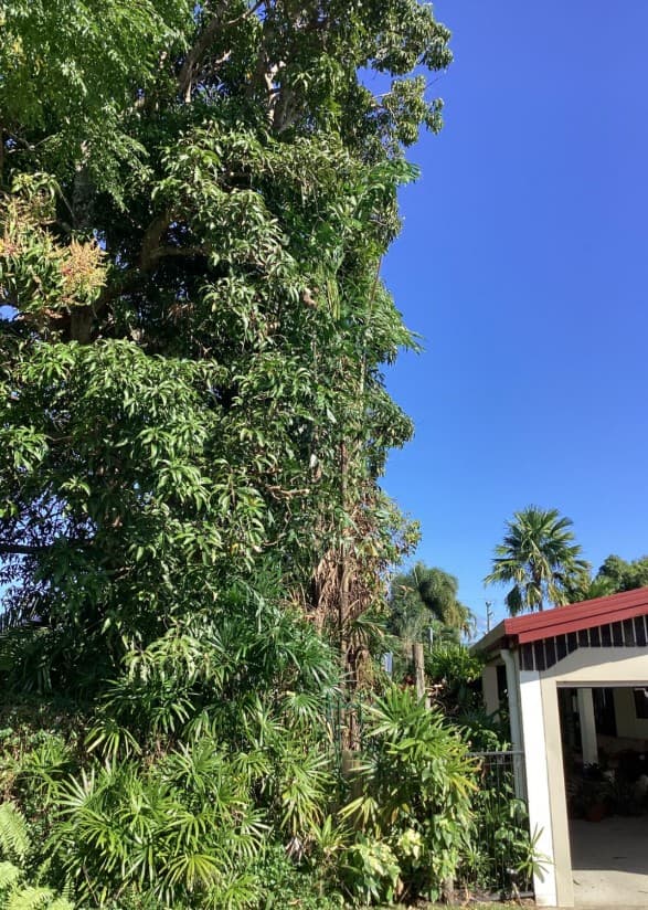Tree Arrangements
