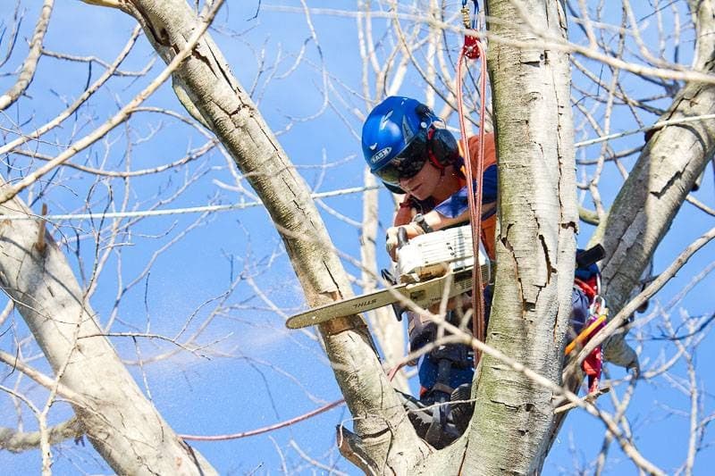 Sydney Tree Removals