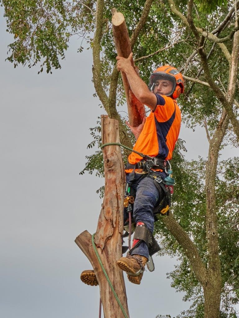 Arborist Tree Removal Pty Ltd