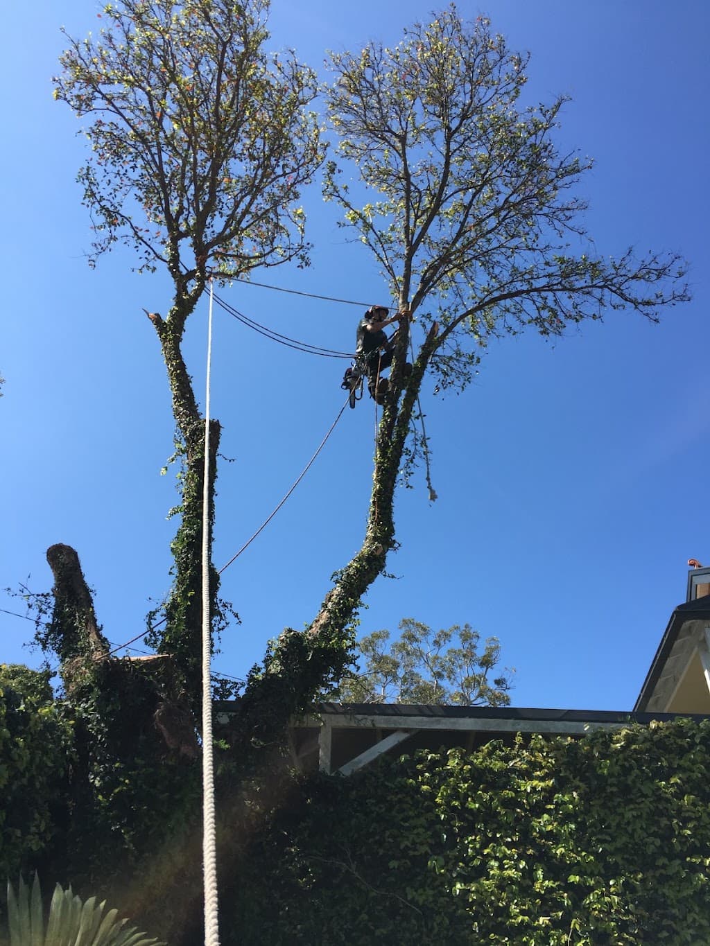 Trees Down Under