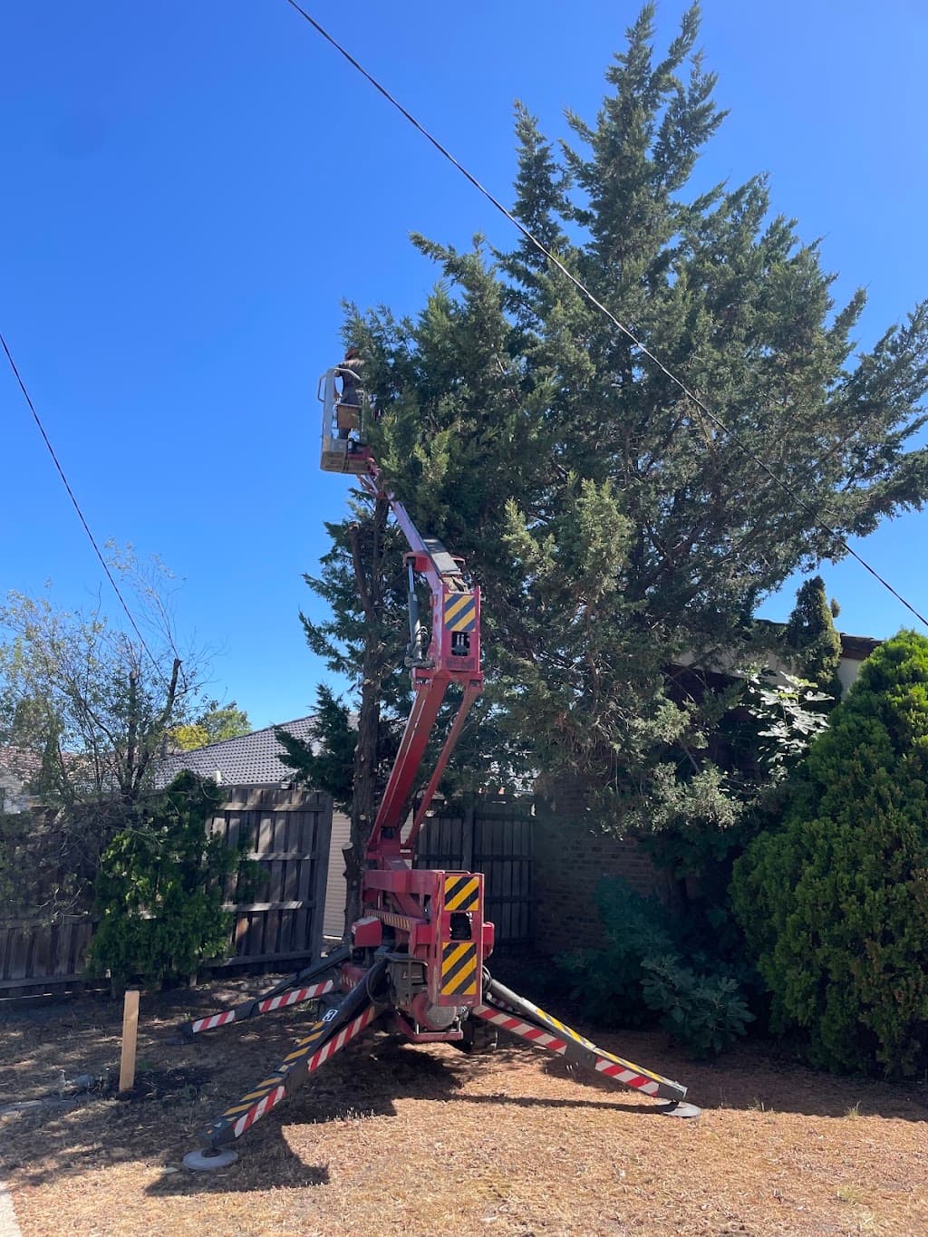 Terrific Trees