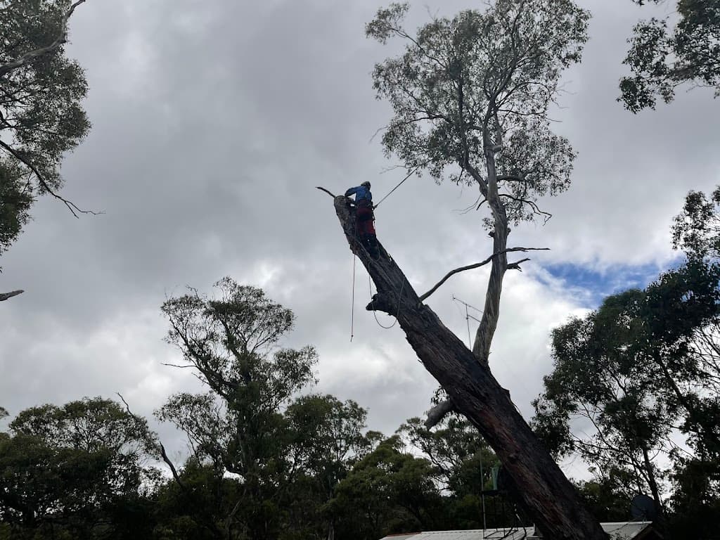 iClimb Tree Solutions