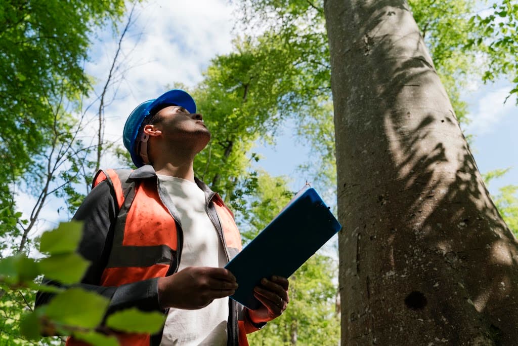 Coral Coast Tree Care
