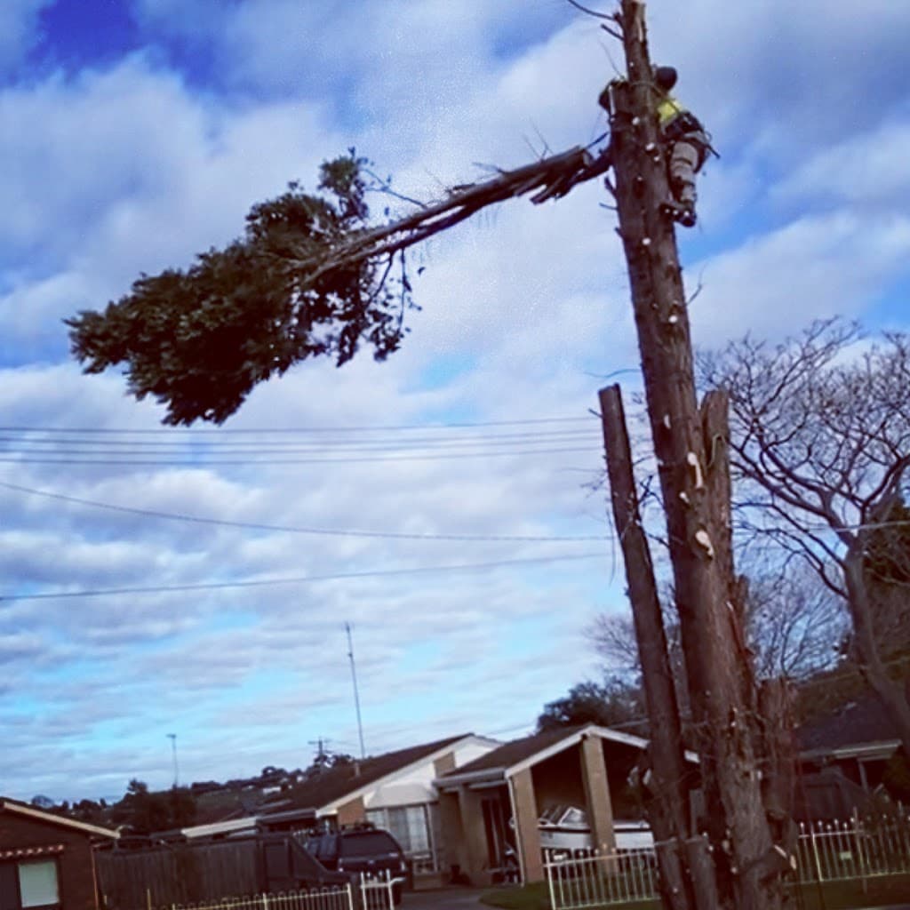 Major Tree Services