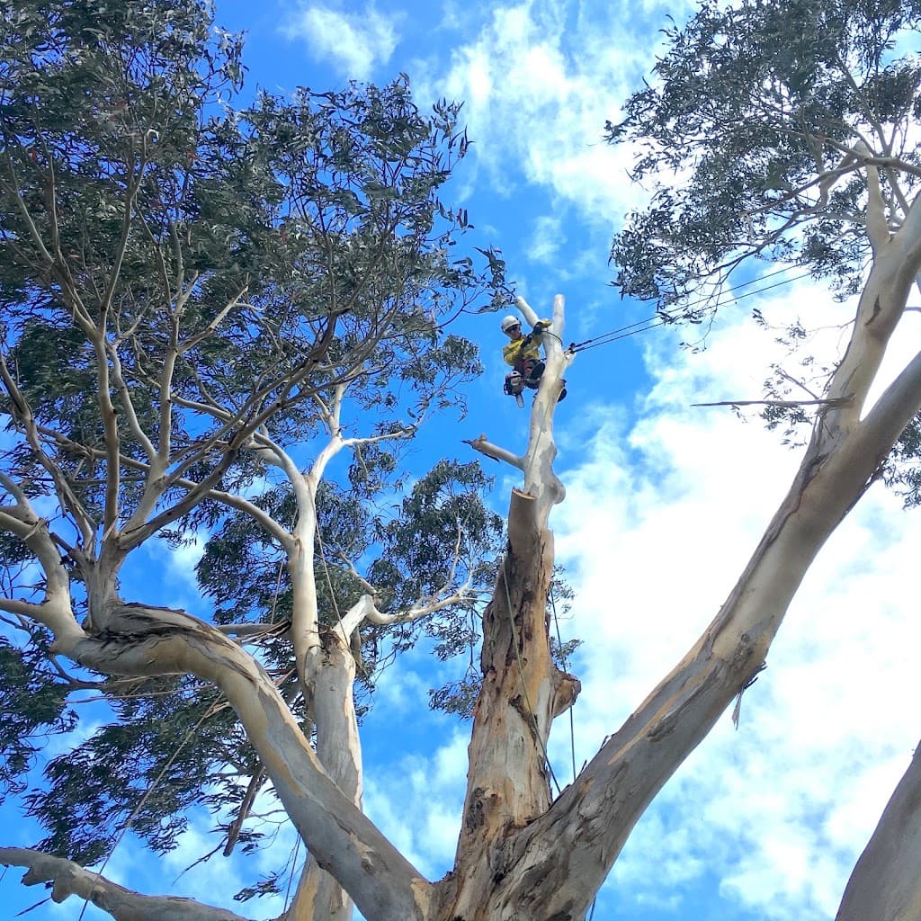 Tailored Tree Care